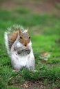 Eastern Gray Squirrel - Sciurus carolinensis Ã¢â¬â in Central Park. New York City. USA Royalty Free Stock Photo